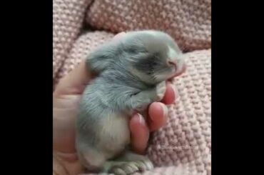 Cute Rabbit  baby