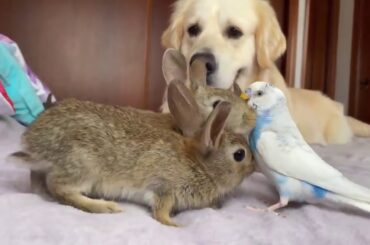 Golden Retriever and Baby Bunnies