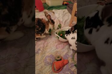 Cute Bunny's eating vegetables