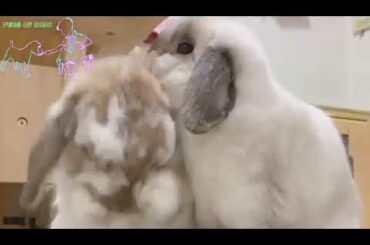 Latest pet videos | Hopping Bunny | Cute Funny Rabbits Videos | Pets of JUJU |