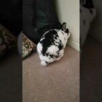 Cute bunny Ziggy playing with Fidget spinner