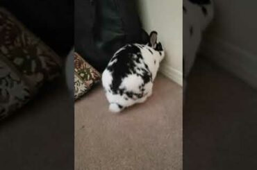 Cute bunny Ziggy playing with Fidget spinner