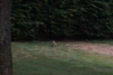 Three Cute Bunnies Playing, Jumping, Chasing, Flopping Out!
