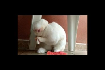 TAG A BUNNY - Rabbit answering questions