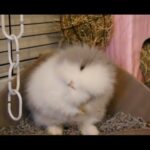 Super Cute Bunny Cleaning