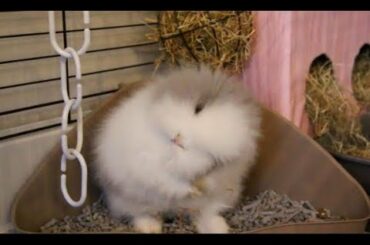 Super Cute Bunny Cleaning