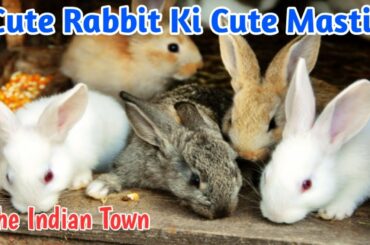 Cute Rabbit Ki Cute Masti | Rabbit Baby | Rabbit House | Rabbit Farming | Rabbit Video.
