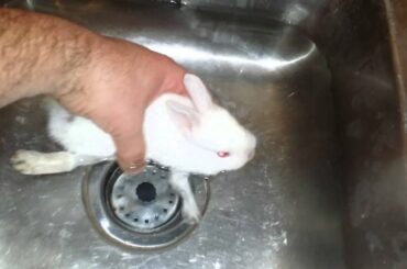 Lucky the baby rabbit gets therapy