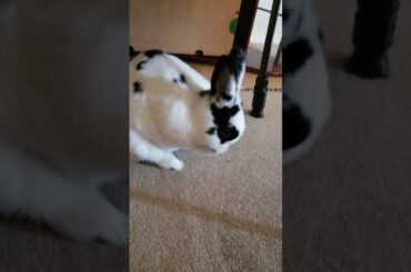 Cute bunny Ziggy need privacy