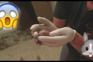 I Found 8 Newborn Rabbits in My Flemish Giant's Room on Easter