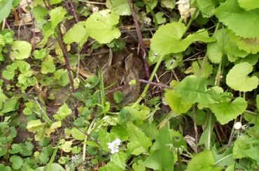 One Minute of a Baby Rabbit I found in my Backyard