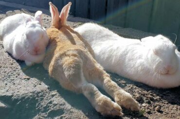 Three sweet big rescued bunnies chilling in the sun and loving each other