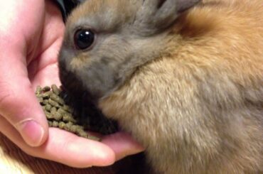 Baby bunny rabbit 26 day progress , Eat pellet