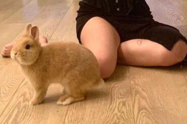 Cute and Funny Netherland dwarf bunny- baby rabbit compilation 2020