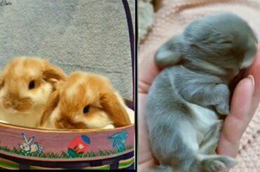 Aww Cute Baby Rabbits ❤ | So Cute Bunny 😍