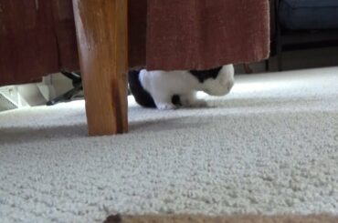 Rabbit playing hide and seek!