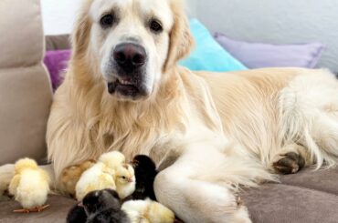 Cute Baby Chicks think the Golden Retriever is their Mother