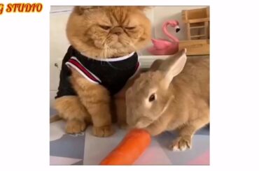 😘Cute baby's rabbit's so funny (360p)
