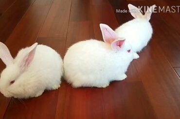 Cute Bunnies |  My Pet with PGK!!!!