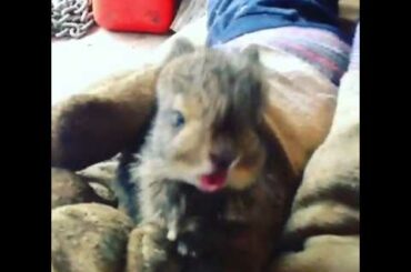 Sneezing - Beatboxing Bunny