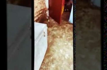 #cuterabbit | baby I rabbit.