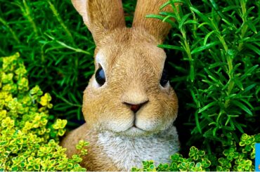 Cute Funny Baby Animals Compilation | Very Funny Moments #1