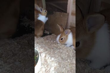 Lovely baby bunnies are playing