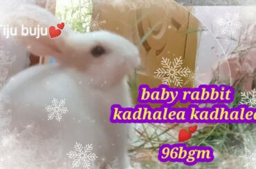 Cute baby rabbits 🥰 Tamil love songs 🥰96 love bgm🥰 rabbits lover🥰animal funny videos 🥰music 💕