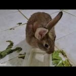 play with funny rabbits  part one  لعب ارانب ارنب