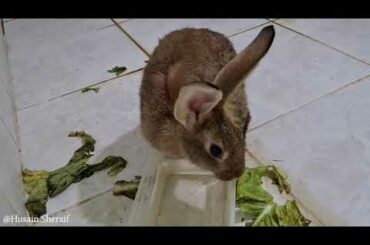 play with funny rabbits  part one  لعب ارانب ارنب