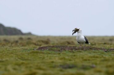 Seagull Swallows Rabbit Whole
