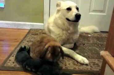 Cute rabbit with dog