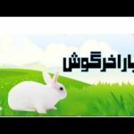 Interesting story cute rabbit