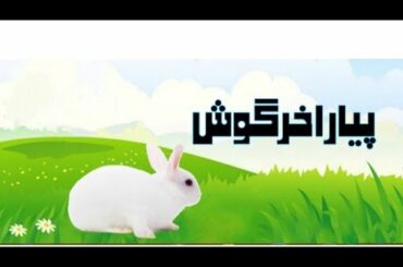 Interesting story cute rabbit