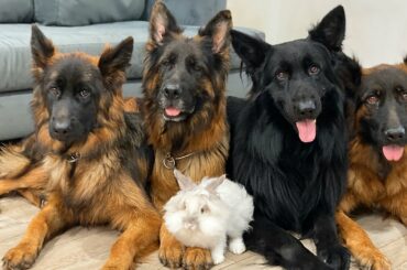 We Adopted A Baby Bunny, And My Dogs...