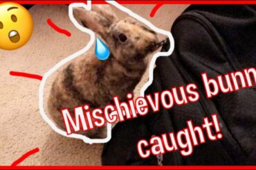 CUTE BUNNY ATTACKS! (OkiTheBunny)