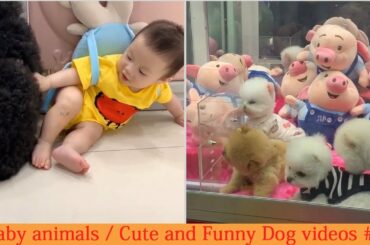 Baby animals /  Cute and Funny Dog Cat #7 special pets videos