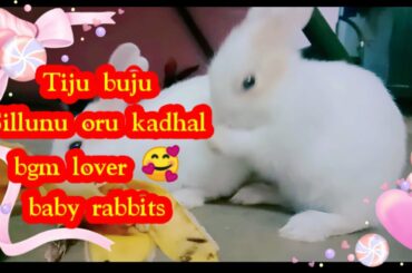 Cute baby rabbits 🥰Sillunu Oru Kadhal bgm🥰Tamil love bgm🥰 rabbits cute🥰animal lover🥰Arr bgm 🥰