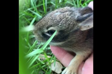 Baby bunny’s !!!!!!!!!!