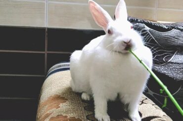 Bunny Sparkle eating pudina/mint leaves