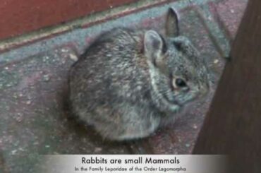 We Saved the Baby Bunny