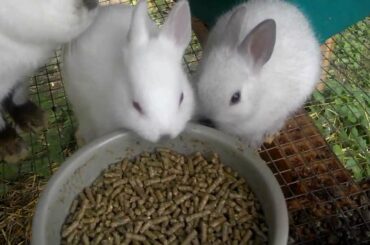 Baby Bunny Update - 4 Weeks 2 Days