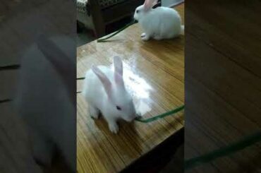 Rabbit eating#funny#cute
