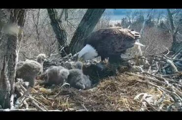 Decorah Eagles Mom brings in a baby bunny 04 23 2018