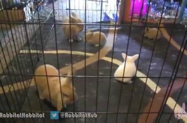 Baby Bunny Prison Break & The Great Escape!