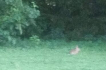 Finding a cute bunny