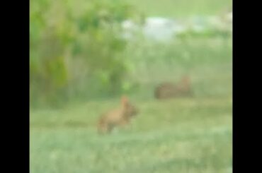 Baby Bunny Popcorning