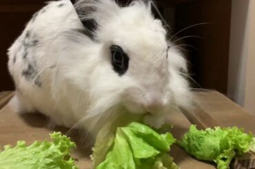 Fast bunny eats 1 lettuce leaf in 1 minute