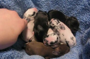 squeaky baby bunnies -3 days old