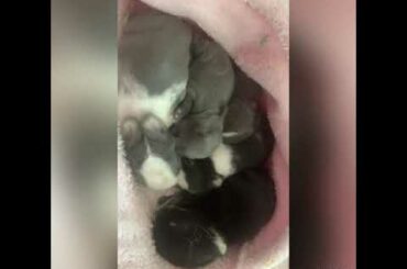 Super cute and sleep baby bunnies